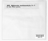 Image of Ophiognomonia melanostyla